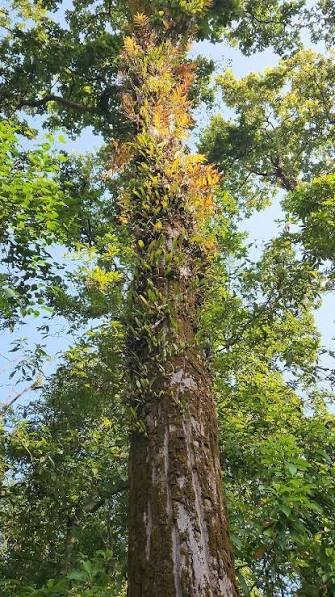 Sal tree
